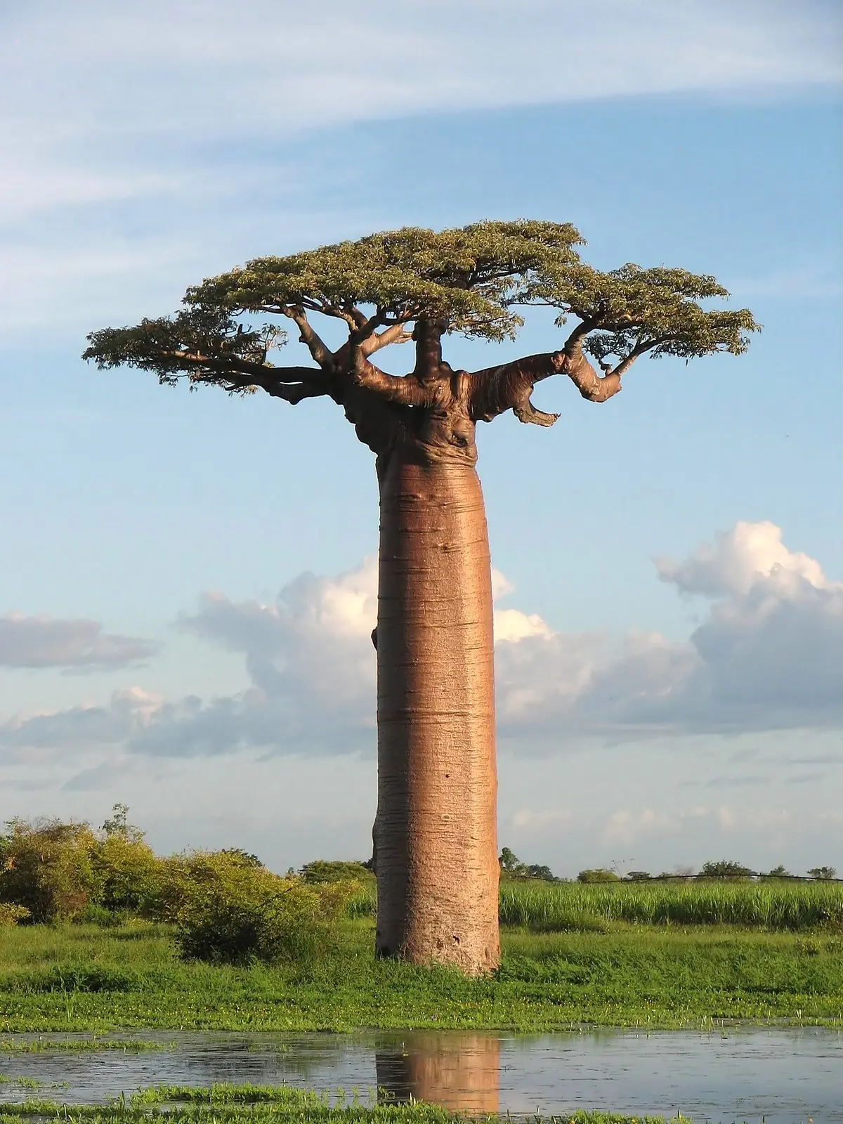 The Baobab Tree — Father of Many Seeds